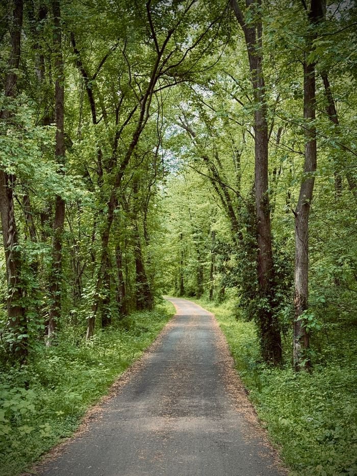 A tranquil forest pathway with tall trees and lush greenery, perfect for a peaceful walk.